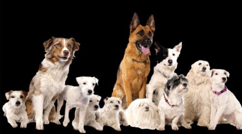 Köpek alırken dolandırıldı!