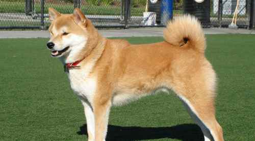 Köpek almak istedi dolandırıldı