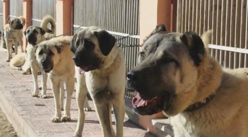 Köpek dövüşüne büyük para cezası