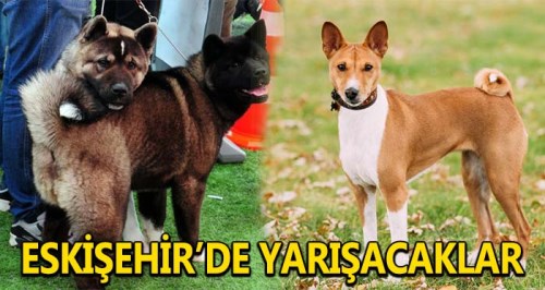 Köpek ırkları Eskişehir'de yarışacak