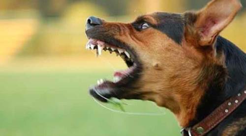 Köpekler ısırmıştı, yaşam mücadelesini kaybetti 