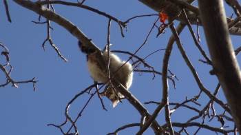 Köpeklerden Korkup Ağaca Çıkan Kediyi İtfaiye Kurtardı
