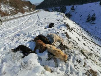 Köpekleri Bayıltıp Ölüme Terk Ettiler
