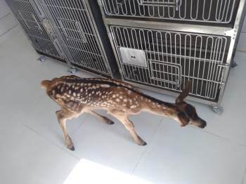 Köpeklerin Saldırısına Uğrayan Yavru Geyik Tedavi Altına Alındı
