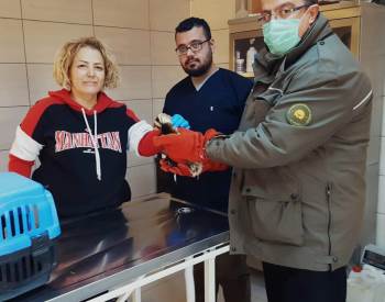Köpeklerin Saldırısında Yaralanan Yavru Alaca Sansar Tedavi Altına Alındı
