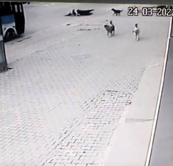 Köpeklerin Saldırısından Kaçarken Aracın Altında Kalıyordu
