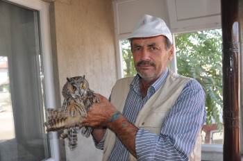 Köpeklerin Telef Etmeye Çalıştığı Yaralı Baykuşu Son Anda Kurtardı
