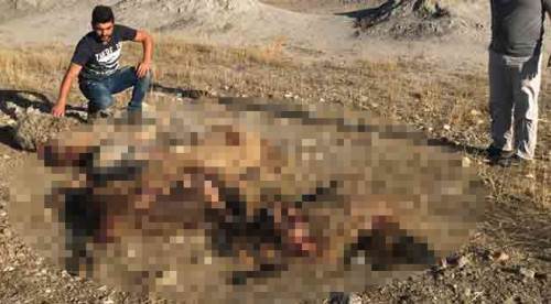 Korkunç manzara! Parçalayıp, yediler...