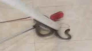 Korkutan görüntü! Apartmana yılan girdi!