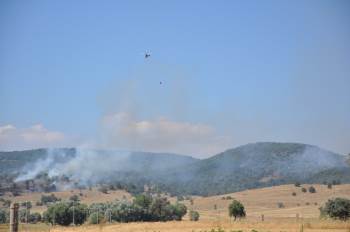 Korkutan yangın! 5 hektarlık orman kül oldu!