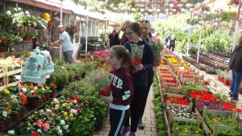 Korona Virüs Nedeniyle Bu Yıl Annelere Saksı Çiçekleri Hediye Edildi
