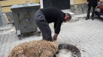 Korona Virüsün Defi İçin Kurban Kestiler
