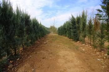 Korona Virüsünden Hayatı Kaybedenler İçin 75 Bin Ağaç Dikilecek
