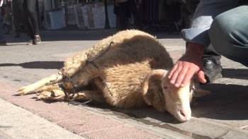 Koronanın Bitmesi İçin Kurban Kestiler
