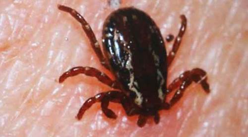 Koronavirüsten 4 kat daha ölümcül! Giderek yayılıyor...