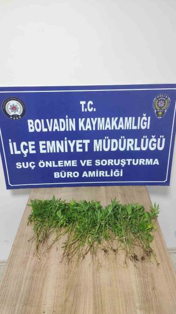 Kova İçerisine Ekili Vaziyette 119 Kök Hint Keneviri Ele Geçirildi
