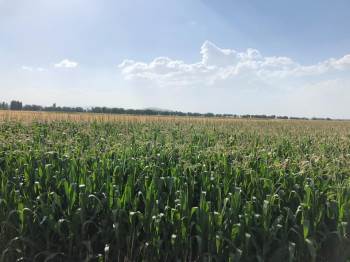 Koyak: Yapılan Çalışmaların Karşılığını Aldık

