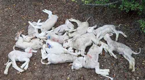 Köyde esrarengiz olay!