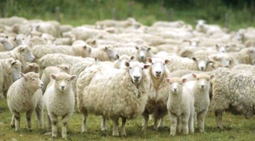 Köye dönen aileye 300 damızlık koyun