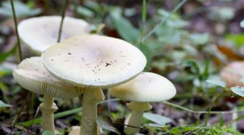 Köygöçüren Mantarı Nasıl Anlaşılır? Nasıl Zehirler?