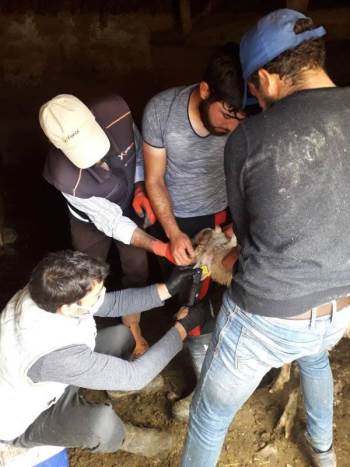 Köylerde Küçükbaş Hayvanlara Aşılama Ve Küpeleme Çalışmaları
