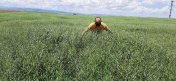 Köylerde Yem Bitkisi Ekili Alanlarda Kontrol
