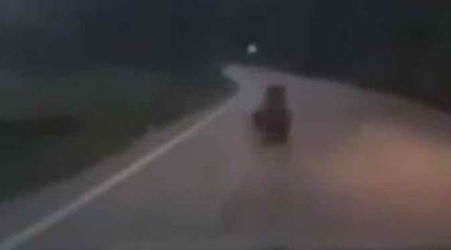 Köylerine ayı indi, kovalamak için...