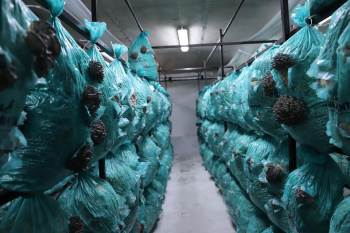 Köylü Kadınlar Kolları Sıvadı, Mantar Üretmeye Başladı
