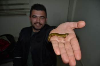 Köylünün İlk Önce Balık Sandığı Canlı Bakın Ne Çıktı
