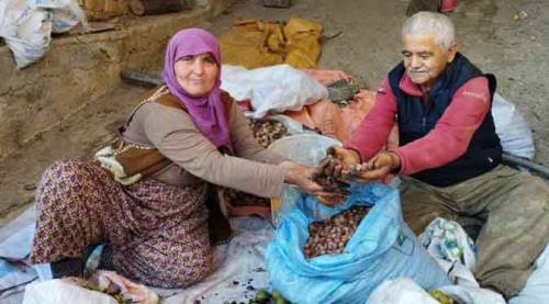 Köyü görenler Karadeniz sanıyor: Yılda 60 ton fındık