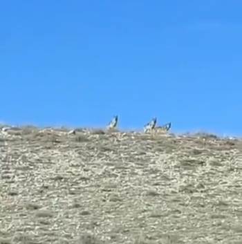 Koyun Sürüsüne Saldırmaya Hazırlanan Kurtları Çiftçiler Önledi
