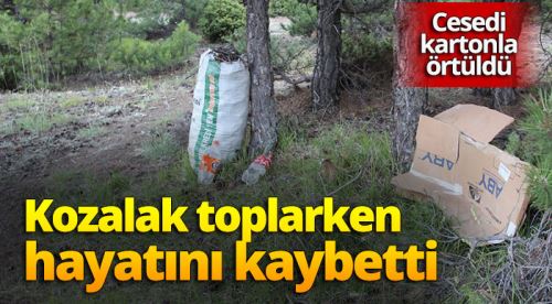 Kozalak toplamaya giden kadın ölü bulundu