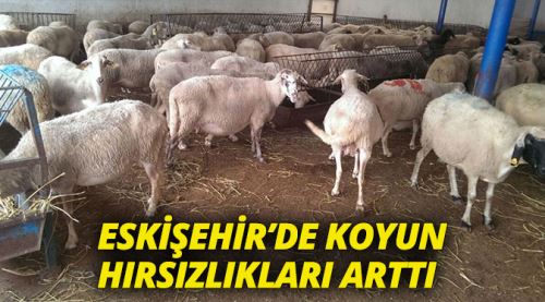 Küçükbaş hayvan hırsızlıkları arttı