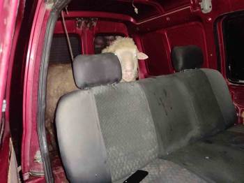 Küçükbaş Hayvanı Araca Yükleyip Kaçmaya Çalışırken Yakalandılar
