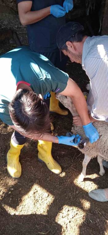 Küçükbaş Hayvanlar Hastalıklara Karşı Aşılanıyor
