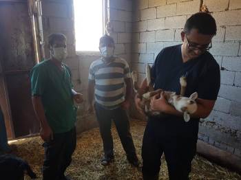 Küçükbaş Hayvanlara Küpeleme Ve Aşı Çalışması
