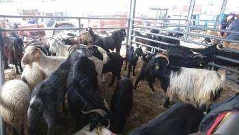 Küçükbaş Kurbanlık Daha Çok Rağbet Görüyor
