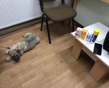 Kulağı Kesilen Köpek İçin Polis Ekipleri Seferber Oldu
