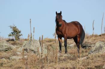 Kumalar Dağı’Nda Ortaya Çıkan Yılkı Atları Büyüledi
