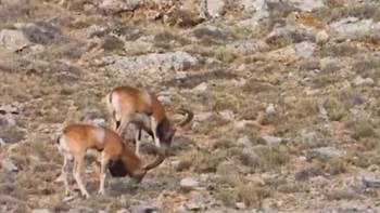 Kumalar Dağına 30 Yaban Koyunu Yerleştirildi
