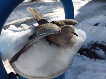 Kumru Kuşu Donarak Telef Oldu
