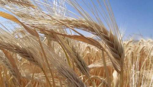 Kuraklık üreticileri arpaya yöneltti: TMO raporu açıklandı