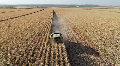 Kuraklıktan sonra Eskişehirli çiftçiyi bir de o vurdu!