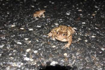 Kurbağaların Ormandan Gölete 5 Bin Yıllık Üreme Göçü Başladı
