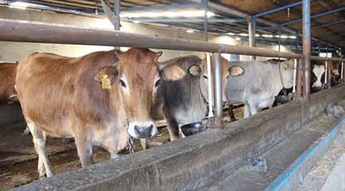 Kurban alacaklar bu konulara dikkat!