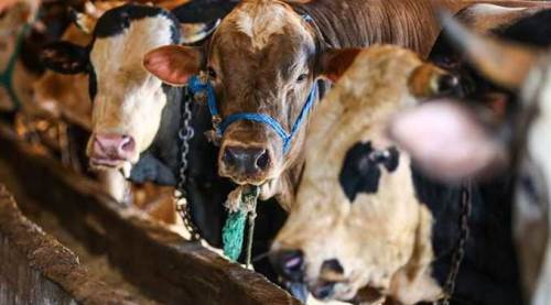 Kurban alacaklar dikkat: Eskişehir'de o afişler ortaya çıktı!