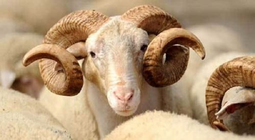 Kurban alırken nelere dikkat etmeliyiz!