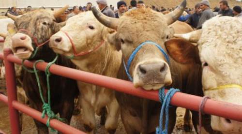 Kurban Bayram Tatili Uzayacak mı? 9 Gün İhtimali Gündemde