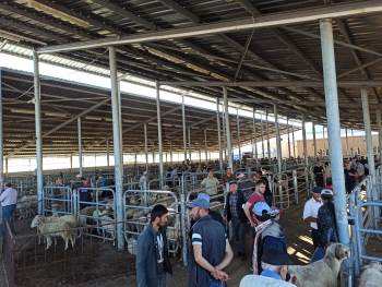 Kurban Bayramı’Na Sayılı Günler Kala Küçükbaş Hayvan Pazarında Hareketlilik
