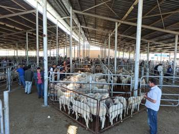 Kurban Bayramı’Ndan Sonra Küçükbaş Hayvan Pazarında Durgunluk Yaşanıyor
